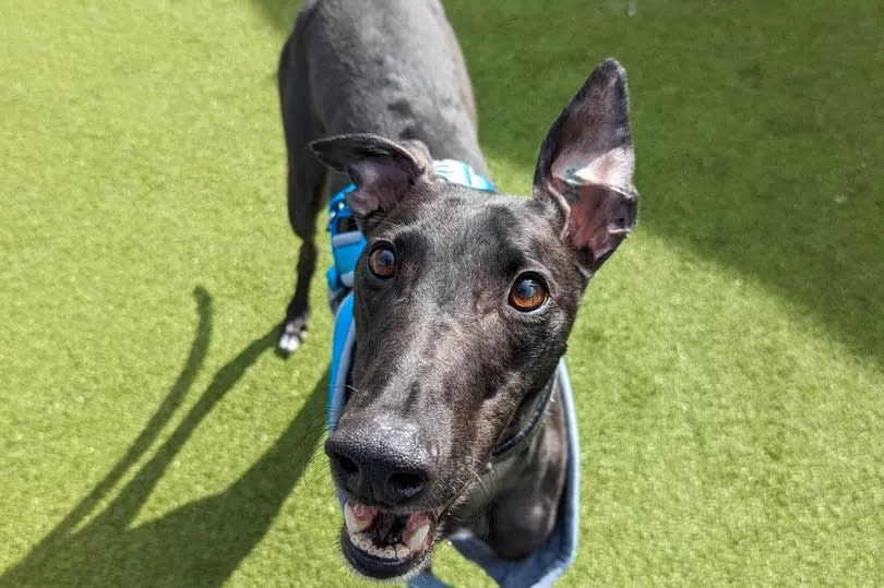 Alan, a Greyhound looking for a home at Battersea