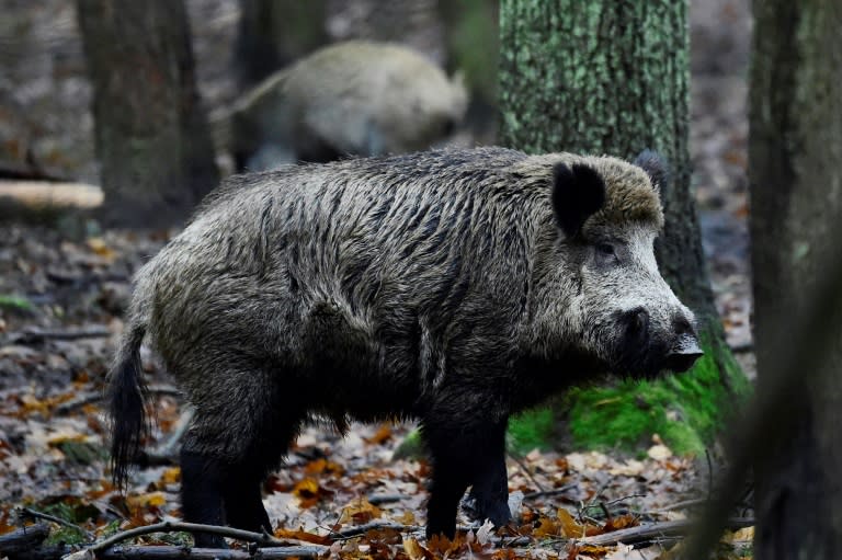 The number of incidents involving wild boars in Berlin seems to be on the rise -- from road accidents, to a suburban train stoppage, to attacks on dogs and occasionally, humans