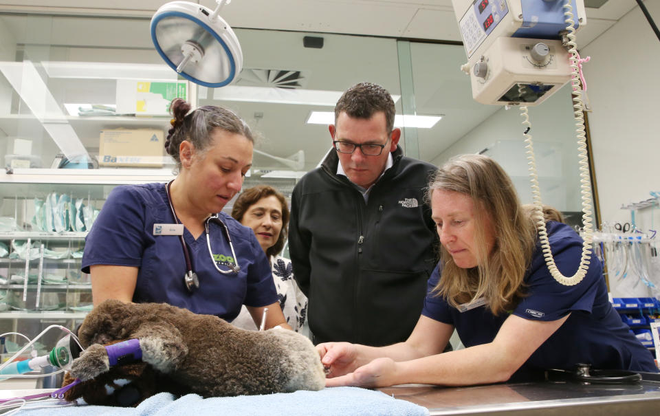 Two nurses stand either side of environment minister Lily DAmbrosio and premier Dan Andrews. A koala lies in front of them, receiving burns treatment.