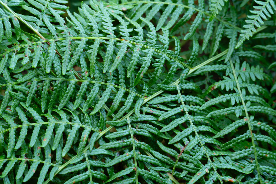 Close up photo of bracken taken with the Nikkor Z 180-600mm f/5.6-6.3 VR