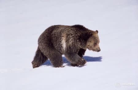 A grizzly bear walks on snow near Obsidian Creek in the Yellowstone National Park in this photo taken in April 2003. REUTERS/Jim Peaco/National Park Service -