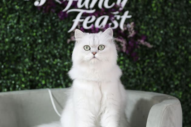 The Fancy Feast Cat, a serene white Chinchilla, made an appearance at the brand's Fête du Feline event in New York City on Monday.