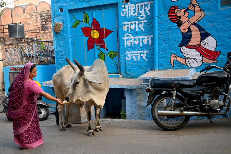 Una mujer india alimenta a una vaca en un callejón en Jodhpur