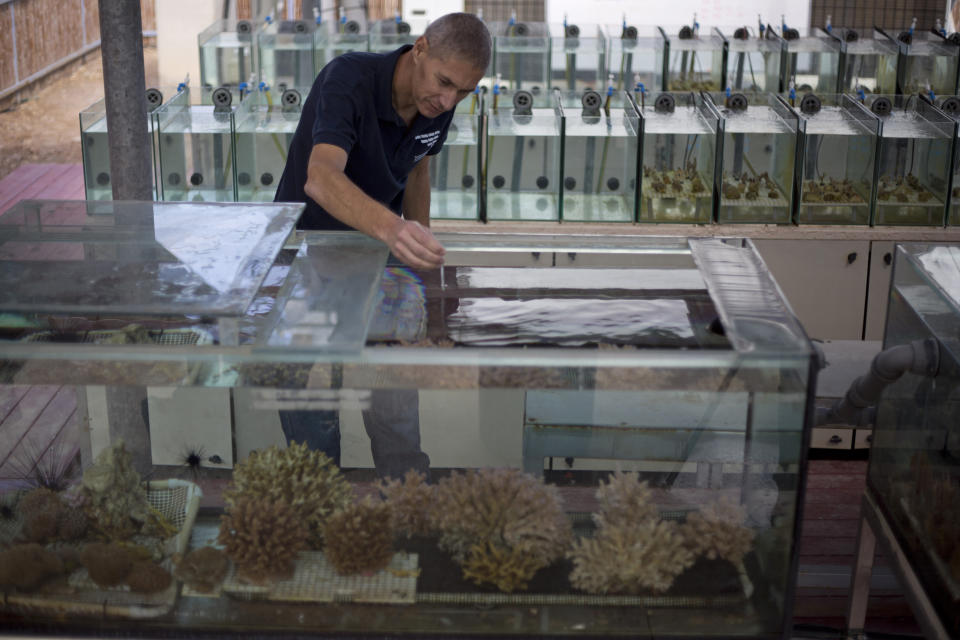 In this Monday, Feb. 11, 2019 photo, Maoz Fine, an expert on coral reefs at Bar-Ilan University, measures the water temperature of tanks treated to simulate future climate change conditions in a lab in the Red Sea city of Eilat, southern Israel. As the outlook for coral reefs across our warming planet grows grimmer than ever, scientists have discovered a rare glimmer of hope: the corals of the northern Red Sea may survive, and even thrive, into the next century. (AP Photo/Ariel Schalit)