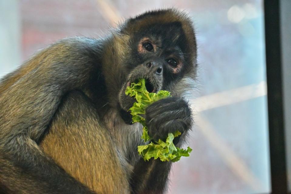 Black-handed spider monkey eating lettuce at Beardsley Zoo in Bridgeport, Connecticut