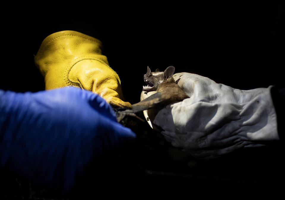 Researchers from Brazil's state-run Fiocruz Institute shine a light on a bat they captured in the Atlantic Forest during a nighttime outing in Pedra Branca state park, near Rio de Janeiro, Tuesday, Nov. 17, 2020. The outing was part of a project to collect and study viruses present in wild animals — including bats, which many scientists believe were linked to the outbreak of COVID-19. (AP Photo/Silvia Izquierdo)