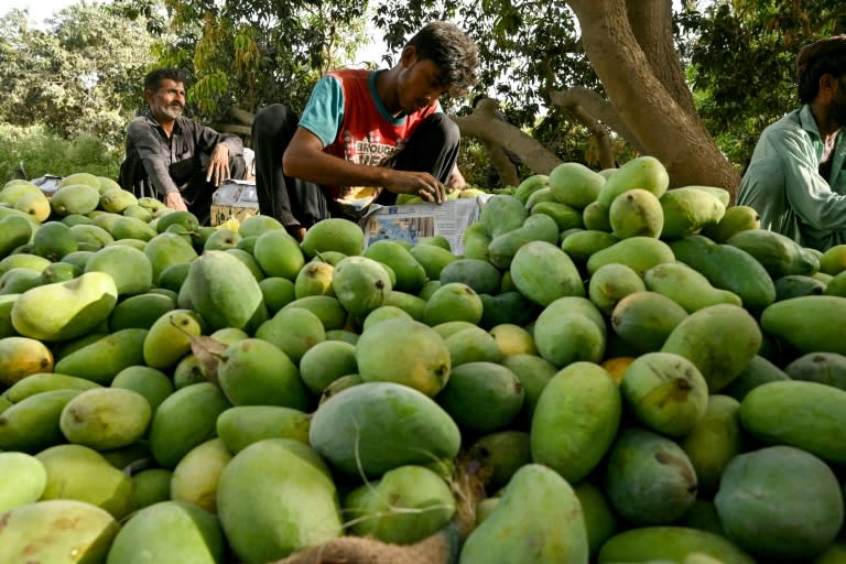 Pakistan is the world's fourth-largest mango producer but recent weather changes have upended the industry (Asif HASSAN)