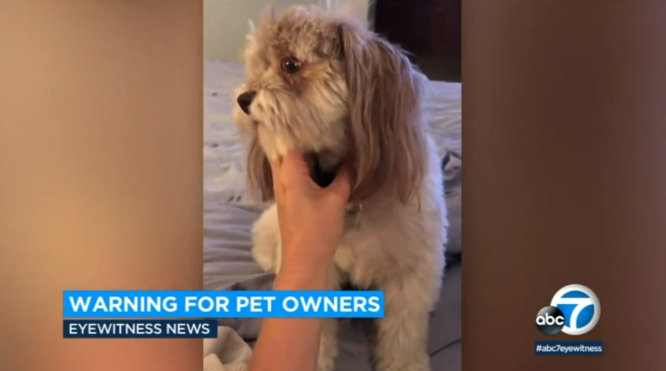 Dog owner Lori Burns says her dog, Chance the Rapper, is now blind after accidentally ingesting oxycodone while on a walk (ABC 7/video screengrab)