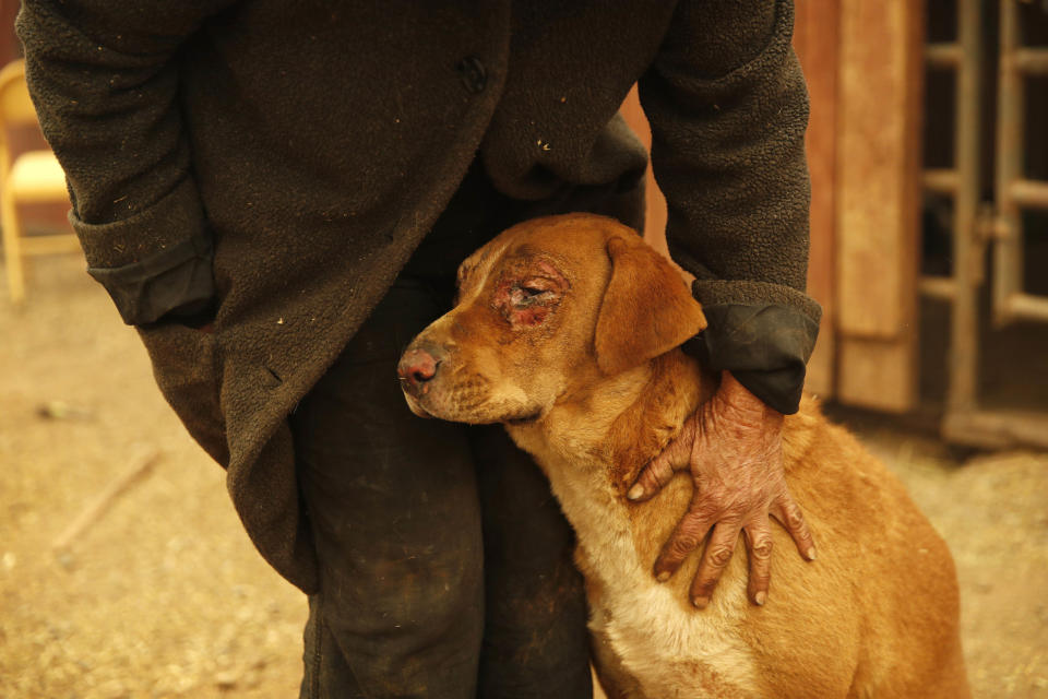 <p>Cathy Fallon pets her dog Shiloh at their home, Nov. 9, 2018, in Paradise, Calif. Shiloh was burned when a wildfire scorched the property, burning down Fallon’s home. (Photo: John Locher/AP) </p>