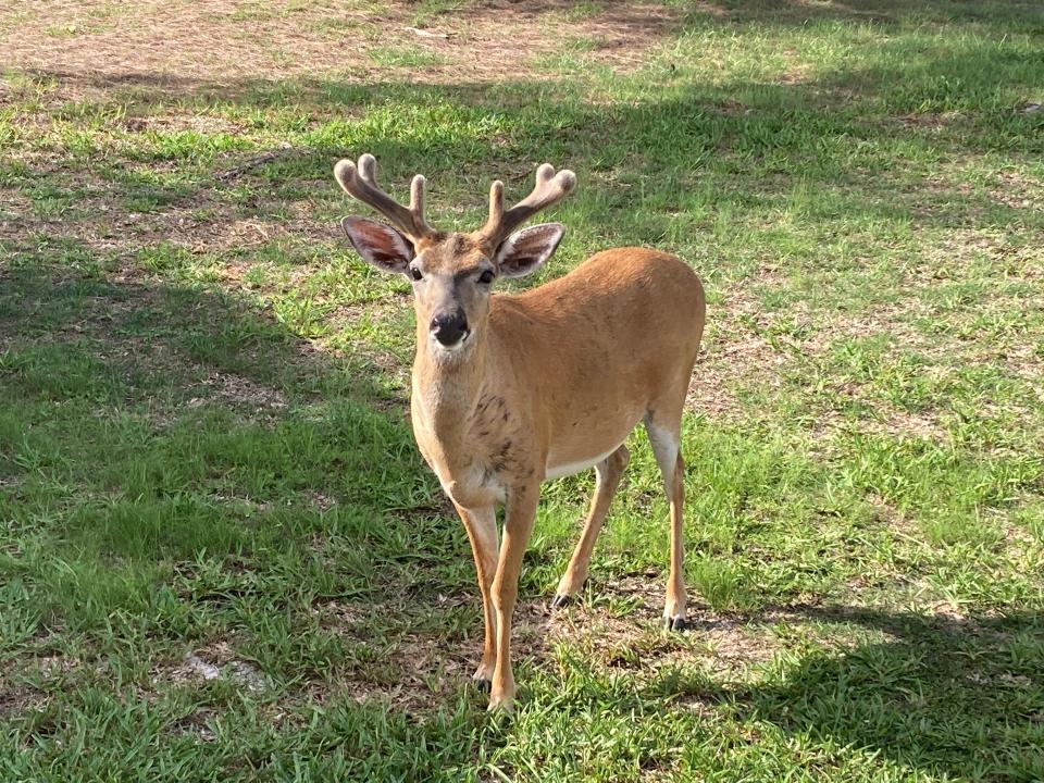 Listed as Federally Endangered, the Key Deer population is now considered stable with estimates ranging between 800-1,000 animals IAN NANCE PHOTO