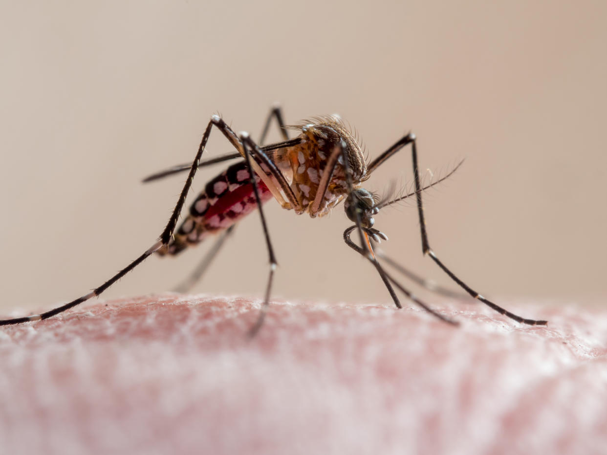 Close-up of a yellow-fever mosquito biting human skin, it's a culicidae vector of malaria, yellow fever, chikungunya, dengue and zika virus in Brazil, known locally as mosquito da dengue.