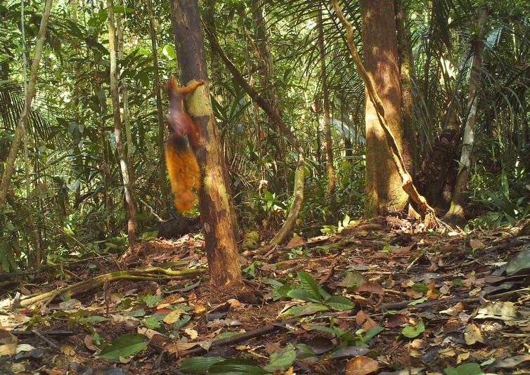 <span class="caption">Southern Amazon red squirrel.</span> <span class="attribution"><span class="source">Mark Abrahams</span>, <span class="license">Author provided</span></span>