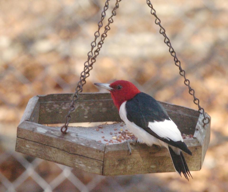 A Red-Headed Woodpecker sits on a bird feeder in Brunswick County.