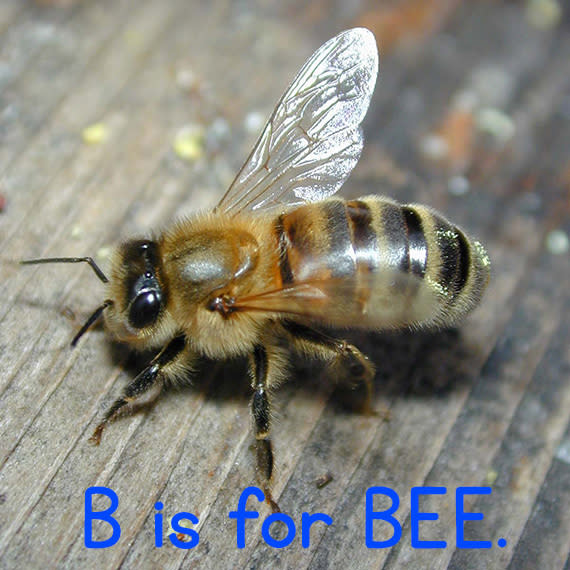 b_bee.jpg