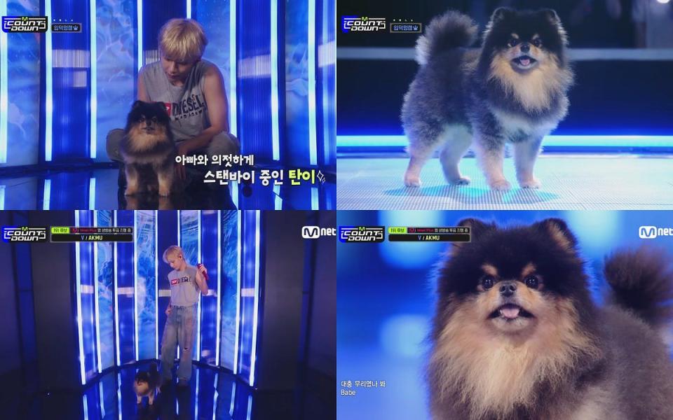 說到近期名氣大紅的韓星萌狗絕對不能不提到BTS防彈少年團-V的愛犬「TAN」 圖片來源:YT@Mnet