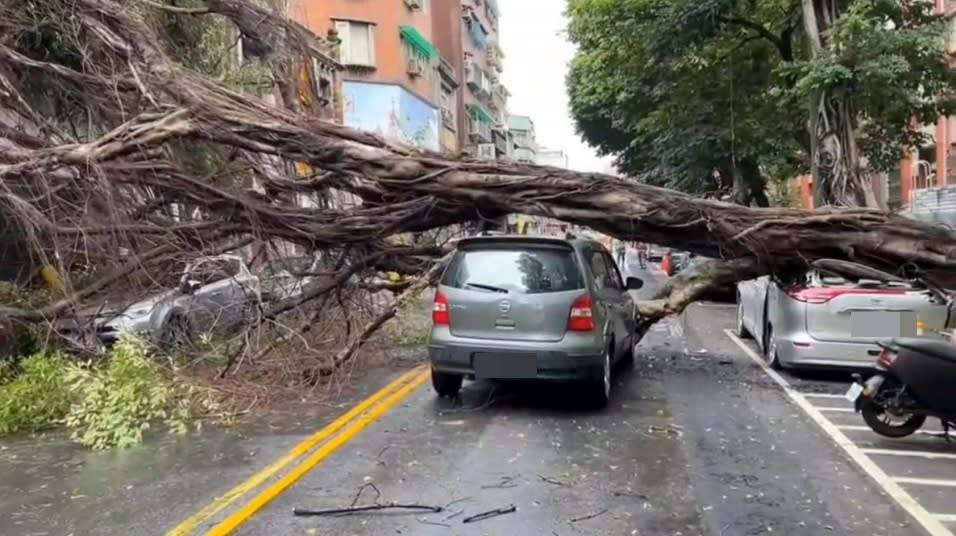 台北市大同區涼州街一顆巨大路樹傾倒，壓毀五部汽車並損及三棟民宅。（記者周閩生攝）