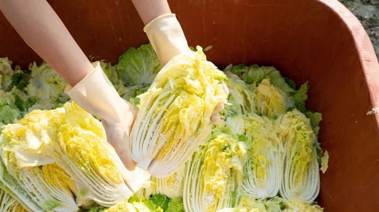 gloved hands holding cabbage