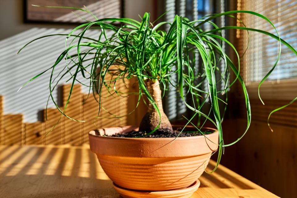 Beaucarnea houseplants near the window. Moisturize leaves of tropical plants during the heating season at home. Greenery at home. Eco-friendly life. Taking care of plants, hobby.