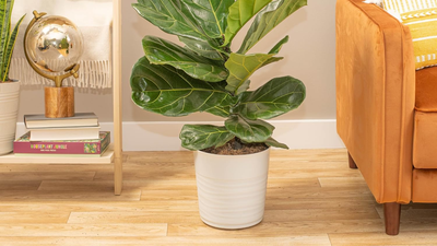 amazon big spring sale plants sale 2024