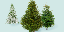 <p><a href="https://www.goodhousekeeping.com/holidays/christmas-ideas/g1863/fake-christmas-trees/" rel="nofollow noopener" target="_blank" data-ylk="slk:Artificial trees;elm:context_link;itc:0;sec:content-canvas" class="link ">Artificial trees</a> will do the trick, but there's just something special about having a real tree up in your home for Christmas. The fresh pine scent and bright green needles can really help us get into the holiday spirit. But if you're stressed about finding and getting that perfect tree into your home, there are a surprising number of retailers who will do direct-to-your-door <strong>Christmas tree delivery</strong>, often with free shipping.</p><p>Some of the best Christmas tree delivery services are offered by big retailers like Home Depot and Walmart, so you can stick to quick local delivery — but there's also options for ordering directly from family-run farms around the country. If you're looking for a tabletop tree or living potted pine, you've got choices there, too. </p><p>As with everything this year, you'll want to order your Christmas tree as soon as possible, as <a href="https://www.goodhousekeeping.com/life/money/a37804770/holiday-shipping-delays-supply-chain-2021/" rel="nofollow noopener" target="_blank" data-ylk="slk:supply chain issues;elm:context_link;itc:0;sec:content-canvas" class="link ">supply chain issues</a> and <a href="https://www.goodhousekeeping.com/holidays/christmas-ideas/news/a47305/holiday-shipping-deadlines/" rel="nofollow noopener" target="_blank" data-ylk="slk:shipping delays;elm:context_link;itc:0;sec:content-canvas" class="link ">shipping delays</a> are making it difficult to get goods delivered quickly. That being said, many of these services cut their trees to order, so you can guarantee yours will be as fresh as possible, no matter the <a href="https://www.goodhousekeeping.com/holidays/christmas-ideas/g29105524/best-types-of-christmas-trees/" rel="nofollow noopener" target="_blank" data-ylk="slk:type of tree;elm:context_link;itc:0;sec:content-canvas" class="link ">type of tree</a>.</p><p>Dive into these Christmas trees ready for delivery — you'll be able to focus less on cleaning pine needles out of your car and more on <a href="https://www.goodhousekeeping.com/holidays/christmas-ideas/g29071878/best-christmas-decorations-to-buy/" rel="nofollow noopener" target="_blank" data-ylk="slk:decorating;elm:context_link;itc:0;sec:content-canvas" class="link ">decorating</a> once it arrives.<em><br></em></p><p><em>For more Christmas ideas, check out the Good Housekeeping 2021 Holiday Guide for holiday decor ideas</em><em>, <a href="https://www.goodhousekeeping.com/holidays/christmas-ideas/g2725/christmas-games/" rel="nofollow noopener" target="_blank" data-ylk="slk:Christmas games and activities;elm:context_link;itc:0;sec:content-canvas" class="link ">Christmas games and activities</a></em><em>, <a href="https://www.goodhousekeeping.com/holidays/christmas-ideas/g745/christmas-desserts/" rel="nofollow noopener" target="_blank" data-ylk="slk:holiday recipes;elm:context_link;itc:0;sec:content-canvas" class="link ">holiday recipes</a> </em><em>and <a href="https://www.goodhousekeeping.com/holidays/christmas-ideas/g28820530/most-popular-gifts-2019/" rel="nofollow noopener" target="_blank" data-ylk="slk:popular gift ideas.;elm:context_link;itc:0;sec:content-canvas" class="link ">popular gift ideas.</a></em></p>