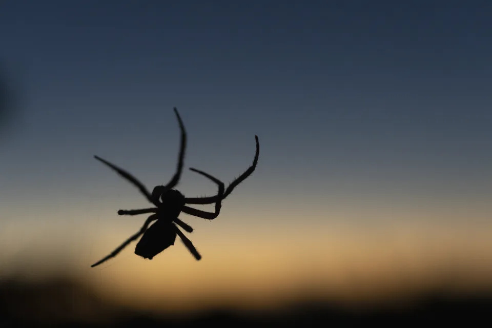 Necrobotics: Scientists create robots from dead spiders