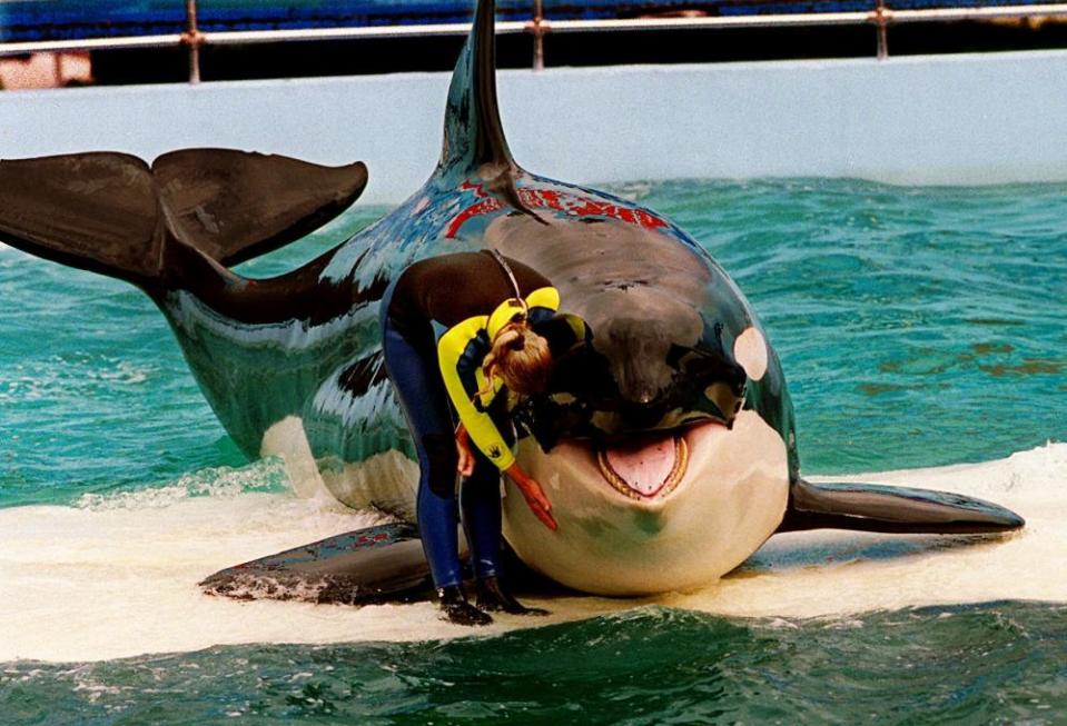 An orca beaches herself on a white platform in a pool at the Miami Seaquarium as a trainer in a neoprene suit stands next to her, petting her chin.