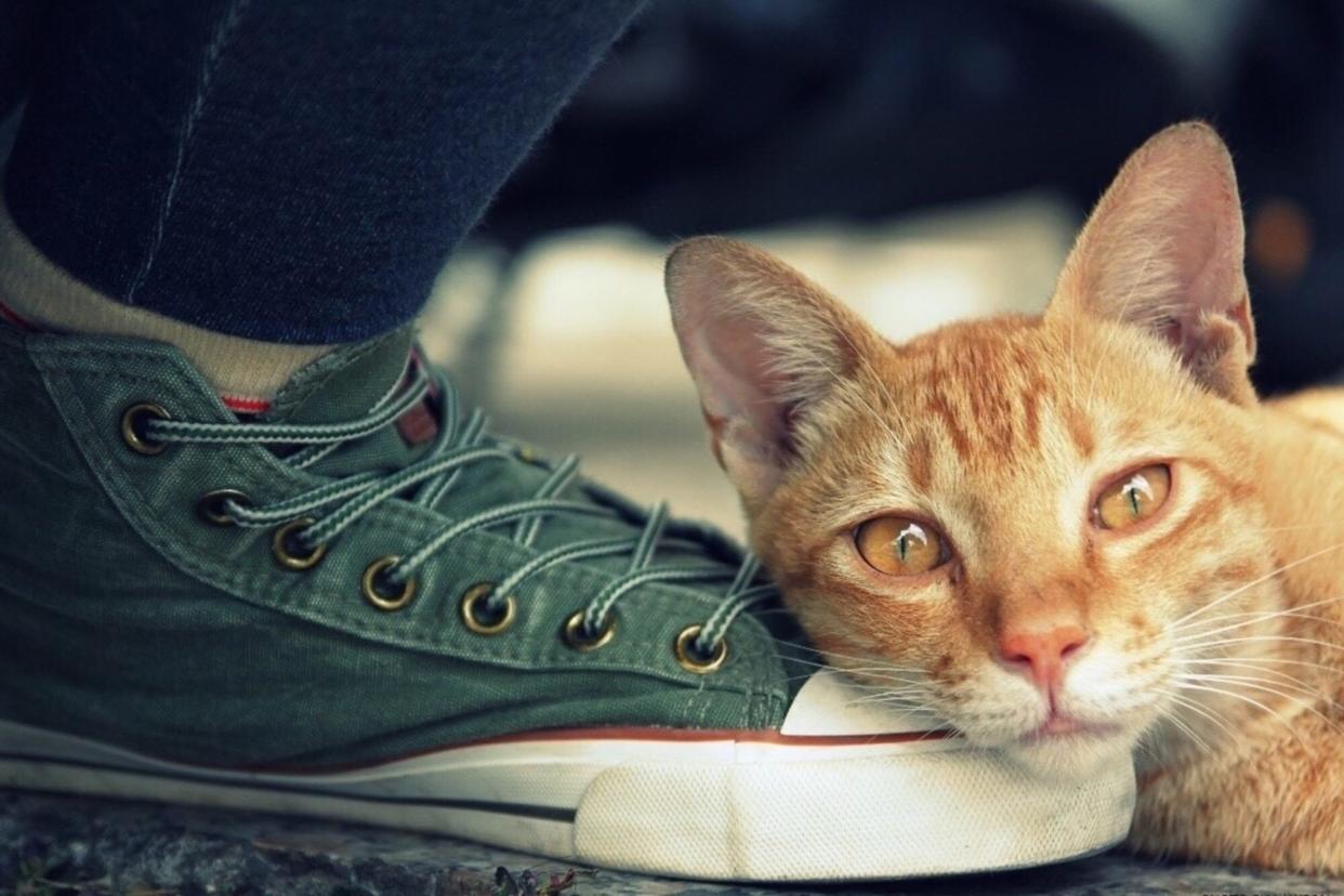 orange tabby cat laying his head on his human's foot