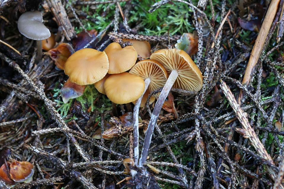 Galerina marginata, known as funeral bell, deadly skullcap or deadly Galerina, poisonous mushroom from Finland