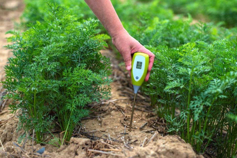 Person using soil tester in garden