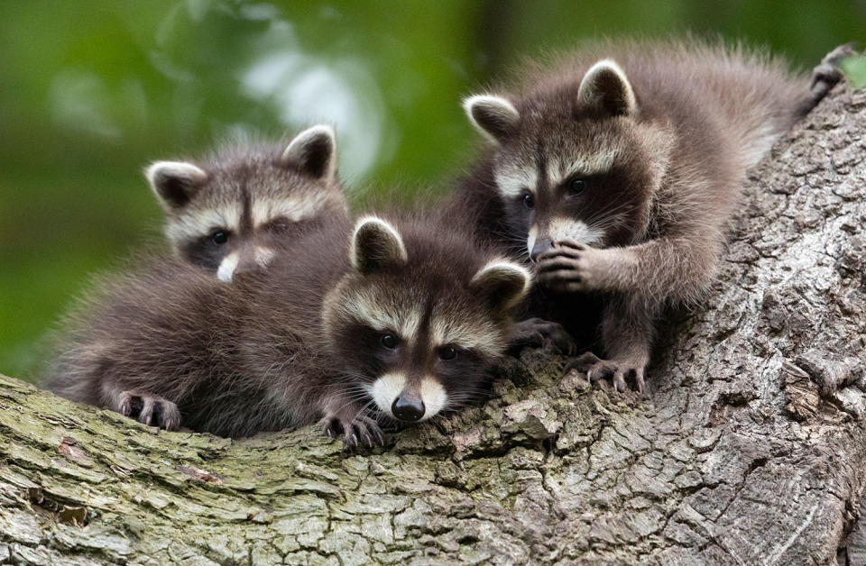 <p>"The little raccoon cubs are telling secrets to each other," Piecha muses. </p>