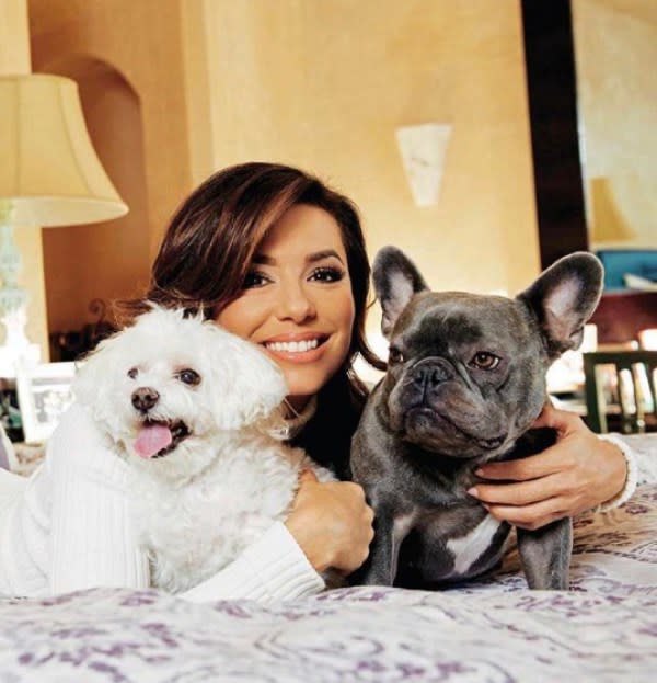 女星伊娃朗格莉亞有二隻愛犬，左邊是Jinxy，右邊是Popeye。