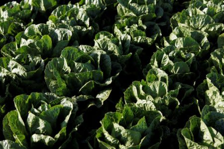 FILE PHOTO - Romaine lettuce grows near Soledad, California, U.S., May 3, 2017. REUTERS/Michael Fiala