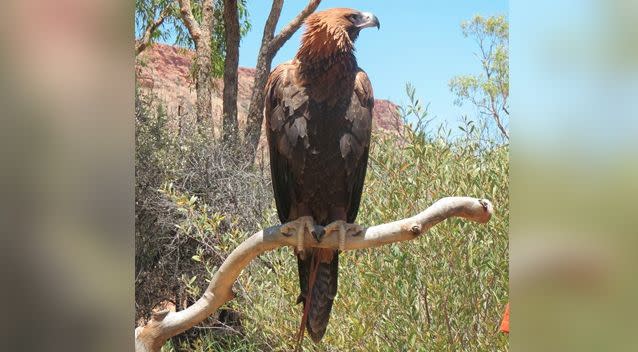 The wedge tailed eagle is a popular performer at the park's nature show. Photo: Facebook/Alice Springs Desert Park