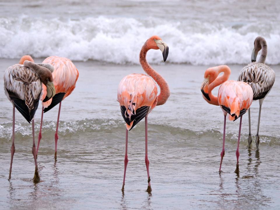 Dexter Patterson, a photography instructor at University of Wisconsin-Madison, was among a group of birders who captured photos of five flamingos seen in Lake Michigan in Port Washington, Wisconsin on Sept. 22. The flamingos are likely part of a huge flock carried to the U.S. with Hurricane Idalia.