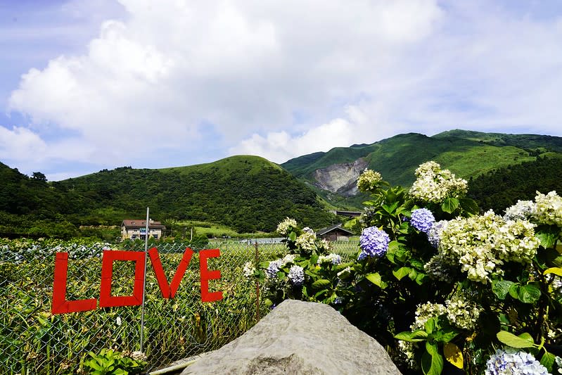 台北陽明山｜竹子湖「財福海芋田」