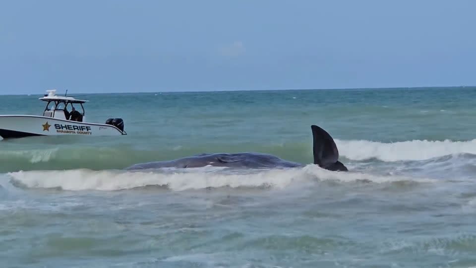 Law enforcement officials and wildlife agencies worked to free the whale. - Venice Police Department