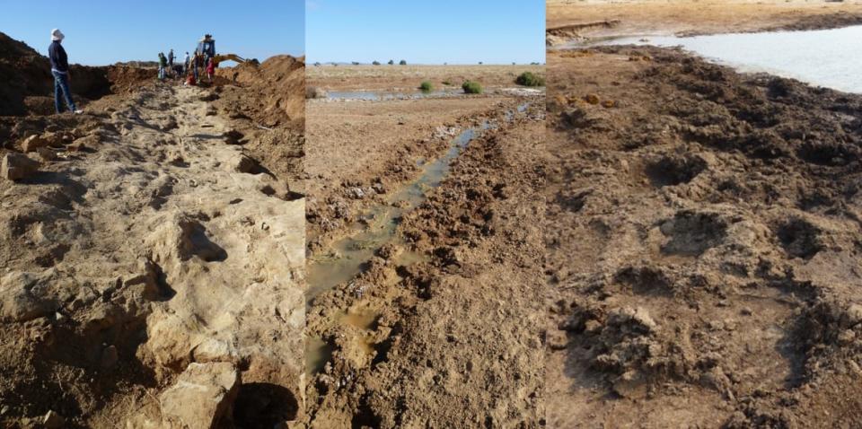 <div class="inline-image__caption"><p>A sauropod trample zone (left) compared to a cattle trample (center) and elephant trample (right).</p></div> <div class="inline-image__credit">S. Hocknull & R. Lawrence, Queensland Museum & Eromanga Natural History Museum</div>