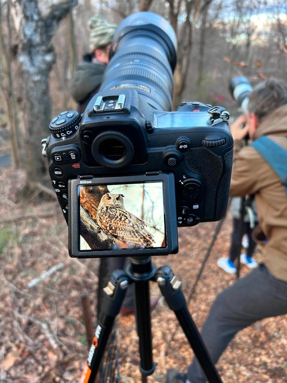 PHOTO: David Barrett, creator and operator of the Manhattan Bird Alert social media site, is pictured here on Jan. 13, 2024, photographing Flaco, the Eurasian eagle owl in the North Woods of Central Park. (Courtesy of David Barrett)