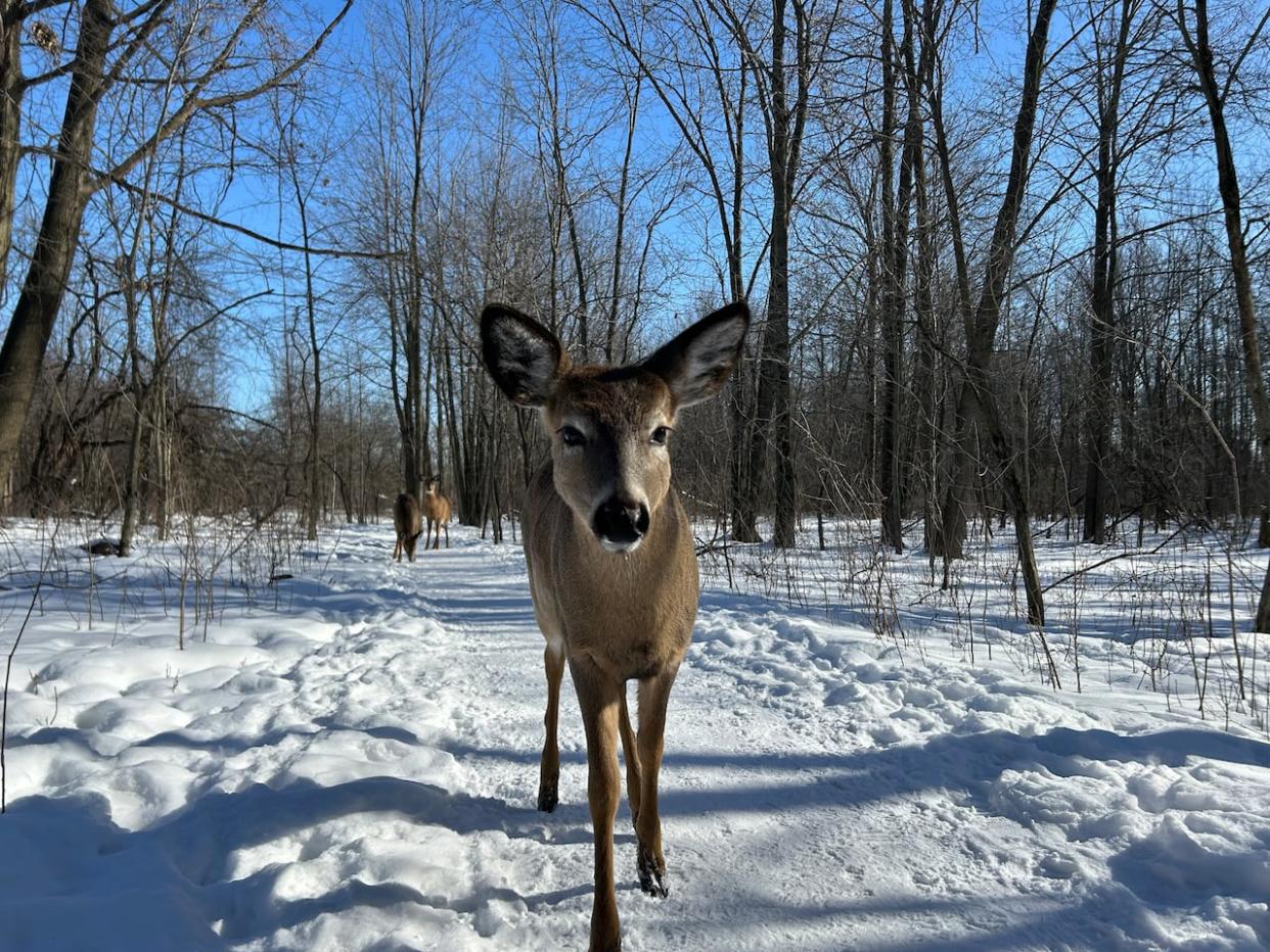  Pointe-aux-Prairies nature park in eastern Montreal is home to dozens of deer and the city's Opposition party says its time to do something about it. (Rowan Kennedy/CBC - image credit)