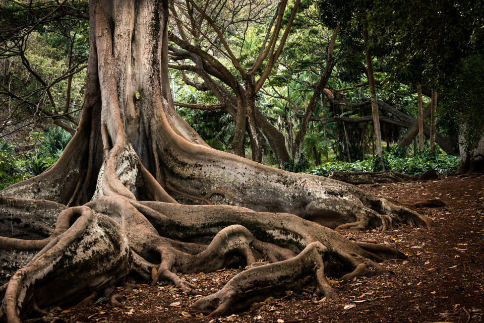 In Kanada entdeckte eine Gruppe von Kajakfahrer*innen einen Primärwald. (Symbolbild: Getty Images)