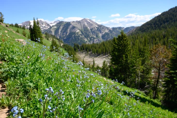 Purple Wildflowers Span Field in Yellowstone Hillside