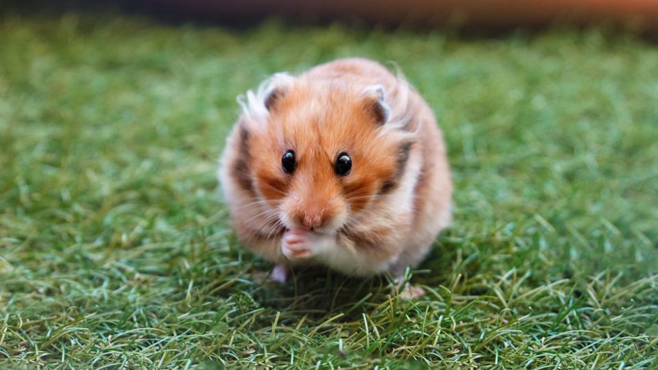 Hamster eating