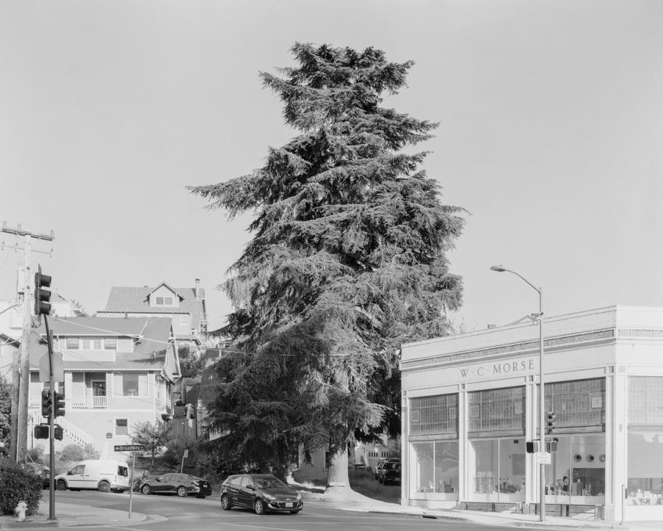 A tree in Oakland, Mather Street at Broadway, California (Daniel Ballesteros)