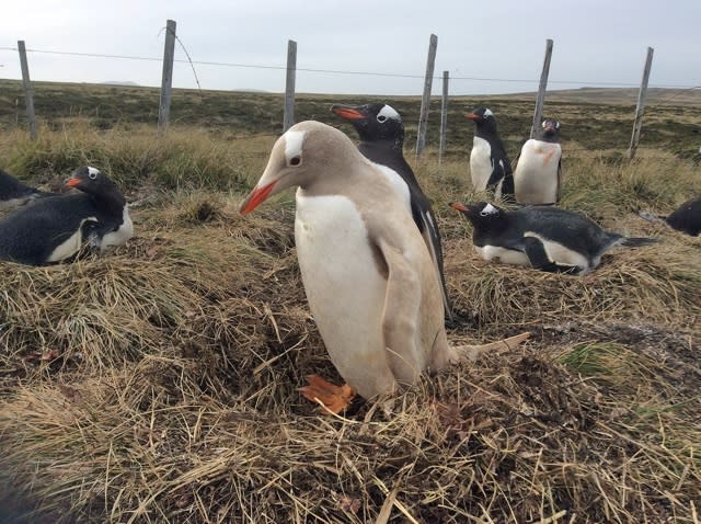 Rare blonde penguin spotted in Falkland Islands