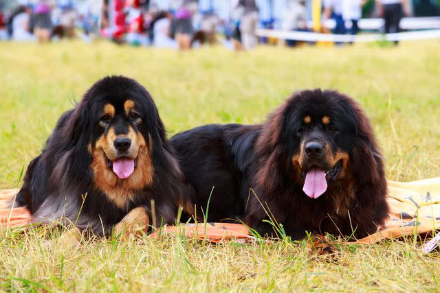 <p>Getty Images/DevidDO</p> Tibetan Mastiffs are large and furry dogs.