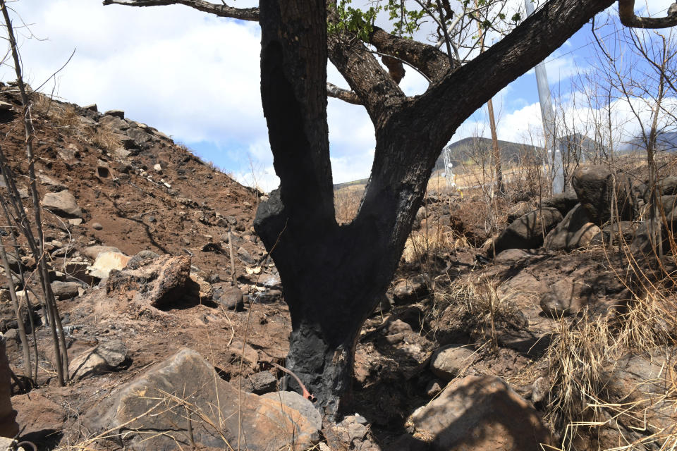 This photo provided by the Morgan & Morgan law firm shows a charred tree in Lahaina, Maui, Hawaii on Aug. 30, 2023. Investigators are examining pieces of evidence as they seek to solve the mystery of how a small, wind-whipped fire sparked by downed power lines and declared extinguished flare up again hours later into a devastating inferno. (Morgan & Morgan via AP)