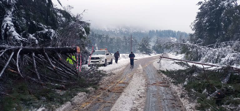 En Lago Puelo, por las intensas nevadas, hubo caída de árboles y de postes de tendido eléctrico