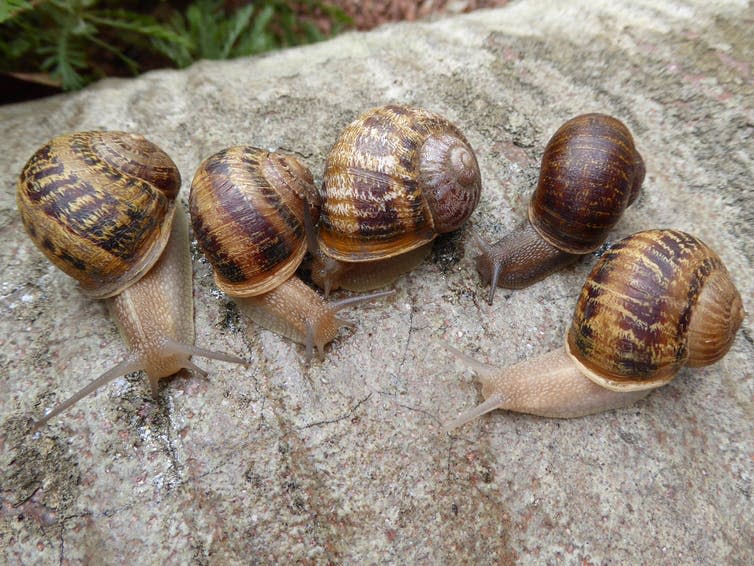 <span class="caption">Jeremy (second from right) with his left-coiled potential mates.</span> <span class="attribution"><span class="source">Angus Davison/University of Nottingham</span>, <span class="license">Author provided</span></span>