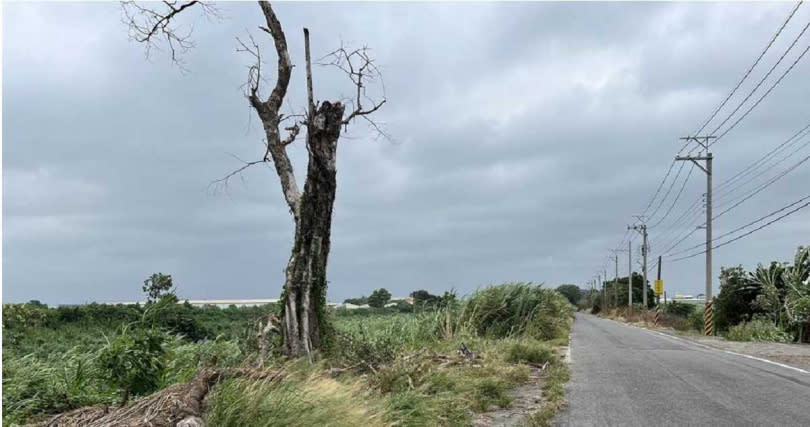 二林鎮二溪路倒塌路樹目前已經被移至路旁。（圖／民眾提供／吳建輝彰化傳真）