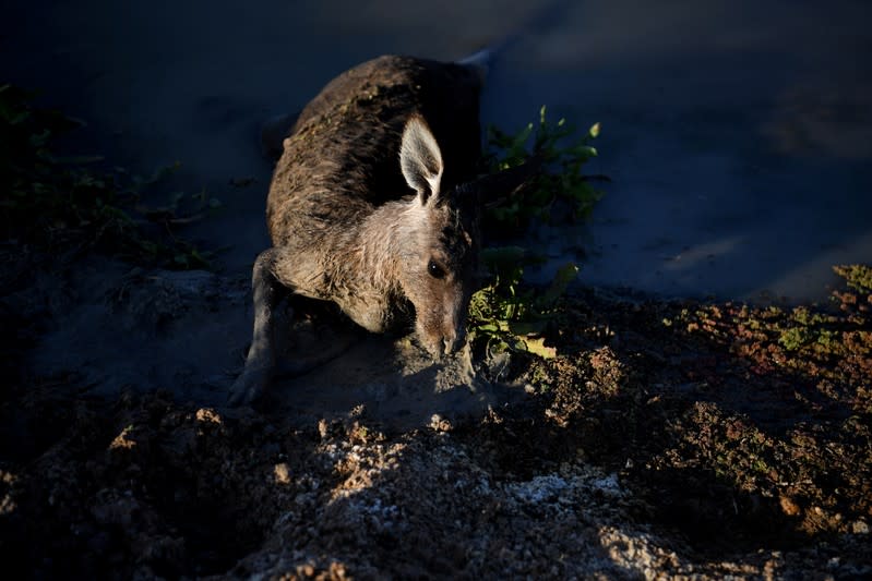 The Wider Image: Thirst turns to anger as Australia's mighty river runs dry